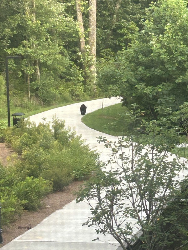 Photo of a young black bear walking on the AlphaLoop