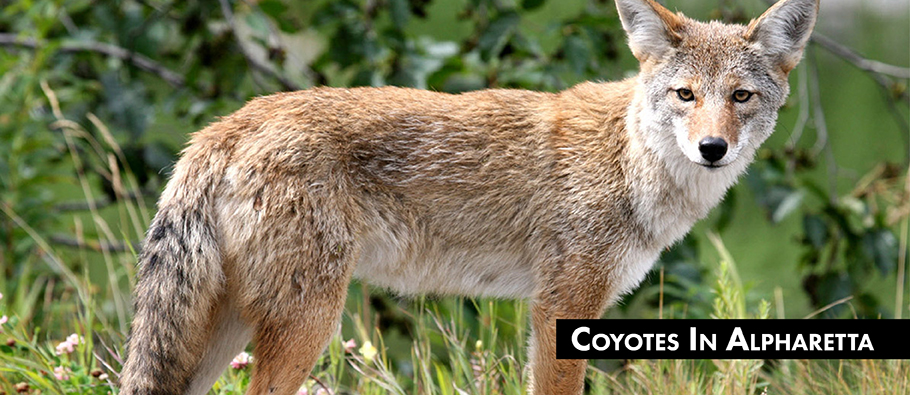 Coyotes In Alpharetta - Website News Graphic