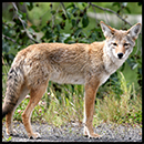 Coyotes In Alpharetta - Website News Square
