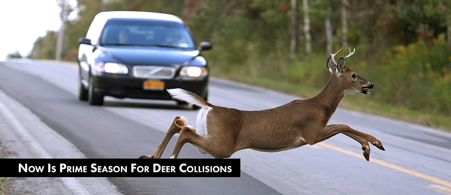 Deer Collisions - News Graphic
