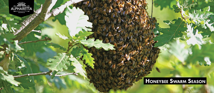 Photo of honeybee swarm in tree