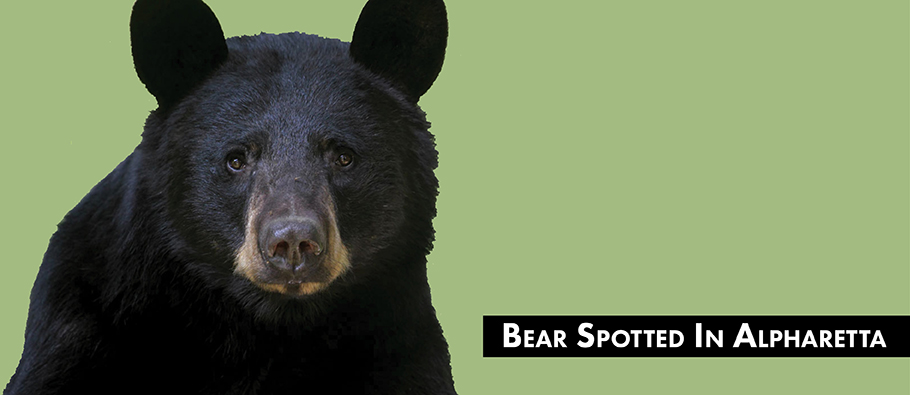 Bear Spotted Website News Graphic