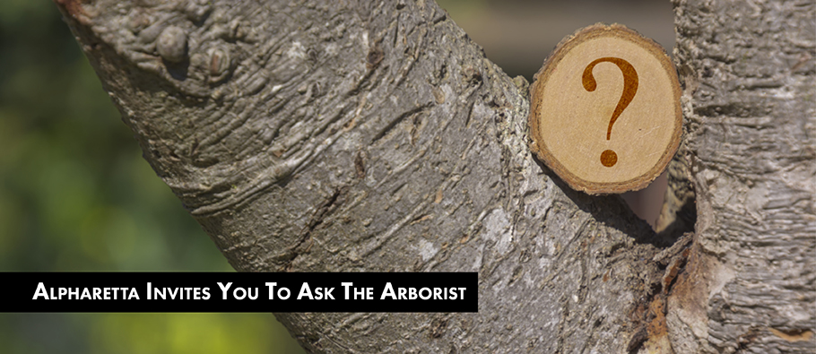 Ask The Arborist News Graphic