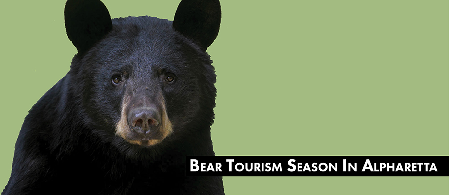 Bear Tourism Season Website News Graphic